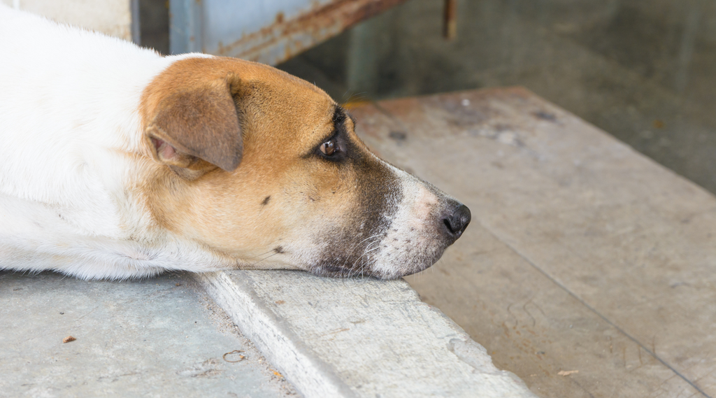 Understanding Your Dog’s Body Language: Deciphering Canine Communication