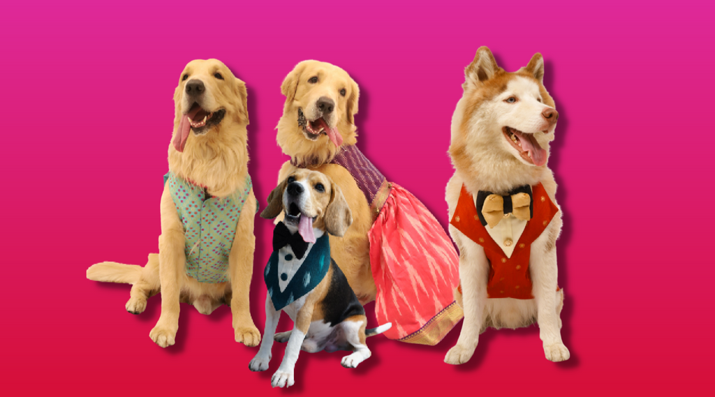 The History Of Pet Fashion The History Of Pet Fashion