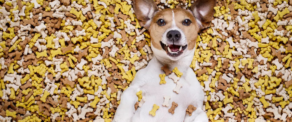 10 best dog sales treats