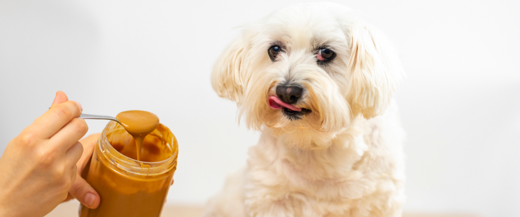Is Peanut Butter Good for Dogs & Can They Eat It Safely?