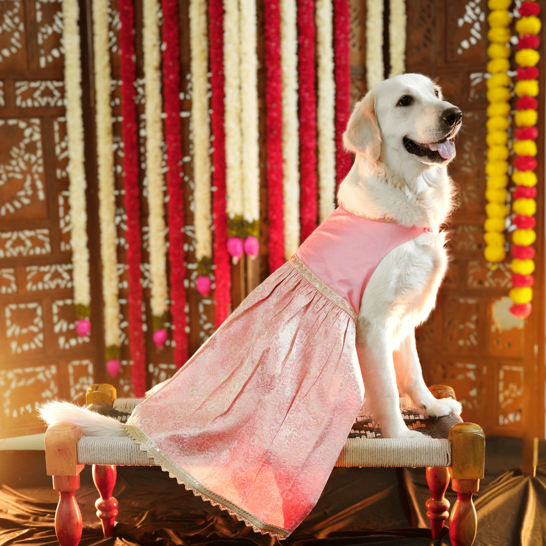 dresses for golden retrievers Golden Retriever Who Wears Dresses