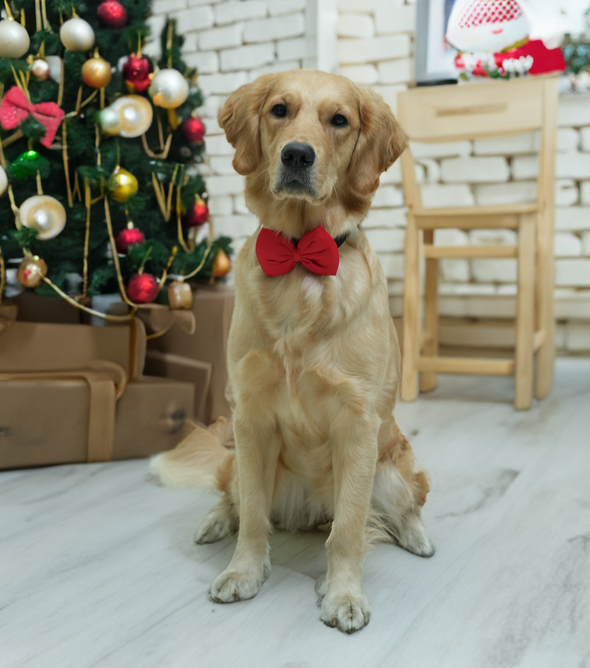 Red Bow
