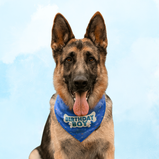 Birthday Boy Dog Bandana – Blue Party Bandana for Male Dogs | Floof & Co