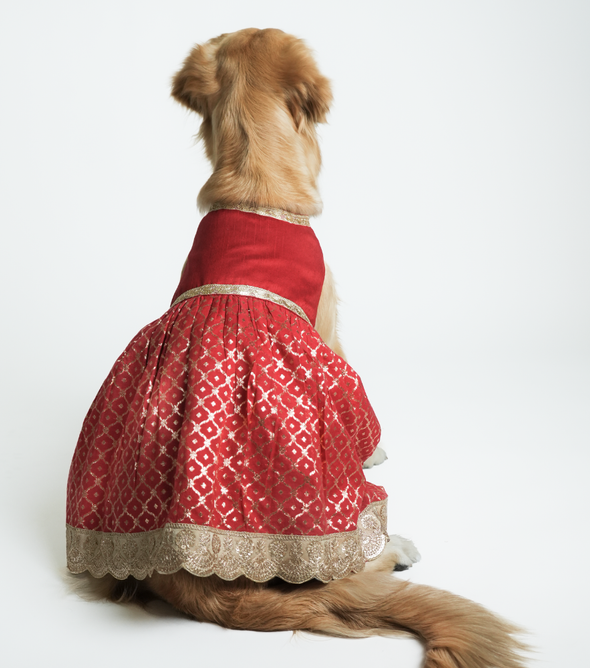 Brocade Lehenga for Dogs – Red & Gold Ethnic Pet Dress | Wedding & Festive Outfit – Floof & Co