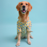Car Print Dog Shirt – Yellow Cotton Shirt for Dogs | Floof & Co