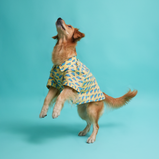Car Print Dog Shirt – Yellow Cotton Shirt for Dogs | Floof & Co