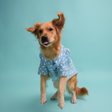 Fish Print Dog Shirt – Sky Blue Casual Shirt for Dogs | Floof & Co