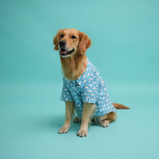 Fish Print Dog Shirt – Sky Blue Casual Shirt for Dogs | Floof & Co