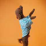 Fish Print Dog Shirt – Sky Blue Casual Shirt for Dogs | Floof & Co