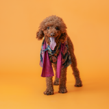 Floral Brocade Dog Kurta – Navy Blue Festive Outfit for Dogs | Floof & Co