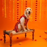 Floral Lehenga for Dogs – Red Designer Pet Dress | Traditional & Festive Outfit – Floof & Co
