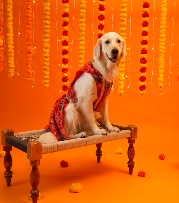 Floral Lehenga for Dogs – Red Designer Pet Dress | Traditional & Festive Outfit – Floof & Co