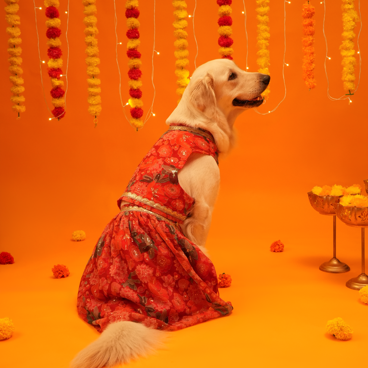 Floral Lehenga for Dogs – Red Designer Pet Dress | Traditional & Festive Outfit – Floof & Co