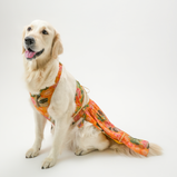 Floral Lehenga for Dogs – Yellow Festive Pet Dress | Traditional Haldi & Party Wear – Floof & Co
