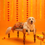 Floral Lehenga for Dogs – Yellow Festive Pet Dress | Traditional Haldi & Party Wear – Floof & Co
