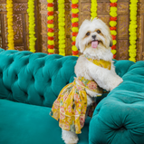 Floral Lehenga for Dogs – Yellow Festive Pet Dress | Traditional Haldi & Party Wear – Floof & Co