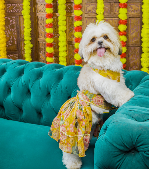 Floral Lehenga for Dogs – Yellow Festive Pet Dress | Traditional Haldi & Party Wear – Floof & Co