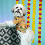 Embroidered Dog Kurta – Yellow Silk Festive Wear for Dogs | Floof & Co