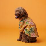 Embroidered Dog Kurta – Yellow Silk Festive Wear for Dogs | Floof & Co