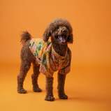 Embroidered Dog Kurta – Yellow Silk Festive Wear for Dogs | Floof & Co