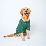 Embroidered Dog Kurta – Green Silk Festive Wear for Dogs | Floof & Co