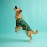 Leopard Print Dog Shirt – Green Safari Style Pet Shirt | Floof & Co