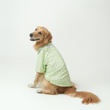 Mirror Sequin Dog Kurta – Mint Green Ethnic Wear for Dogs | Floof & Co