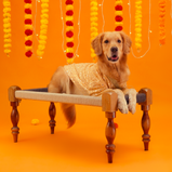 Mirror Sequin Dog Kurta – Peach Traditional Wear for Dogs | Floof & Co