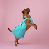 Sky Blue Organza Dog Dress for Female Dogs | Elegant Party & Summer Outfit – Floof & Co