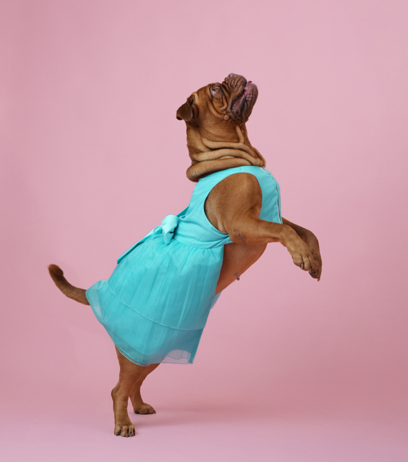 Sky Blue Organza Dog Dress for Female Dogs | Elegant Party & Summer Outfit – Floof & Co