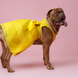 Yellow Organza Dog Dress for Female Dogs