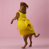 Yellow Organza Dog Dress for Female Dogs