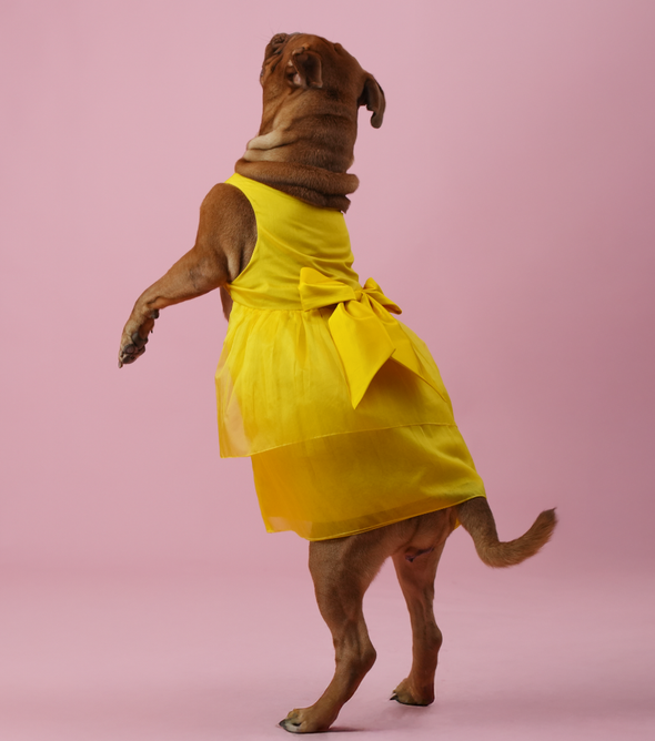 Yellow Organza Dog Dress for Female Dogs