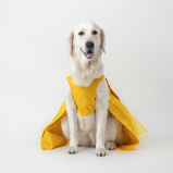 Yellow Organza Dog Dress for Female Dogs
