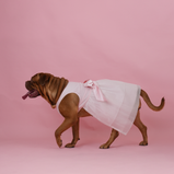 Baby Pink Organza Dog Dress for Female Dogs | Designer Birthday & Wedding Outfit – Floof & Co