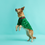 Patola Print Dog Kurta – Green Ethnic Wear for Male Dogs | Floof & Co