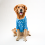 Paw Print Dog Shirt – Sky Blue Everyday Shirt for Dogs | Floof & Co
