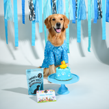 Paw Print Dog Shirt – Sky Blue Everyday Shirt for Dogs | Floof & Co
