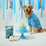 Paw Print Dog Shirt – Sky Blue Everyday Shirt for Dogs | Floof & Co