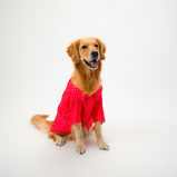 Polka Dots Dog Shirt – Red Cotton Shirt for Dogs | Floof & Co