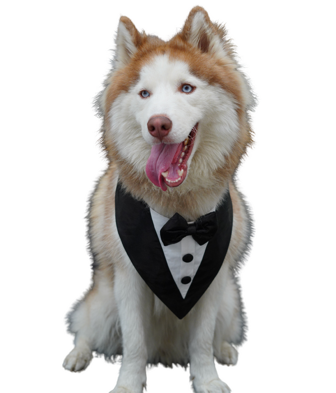 High Neck White & Black Tux Bandana