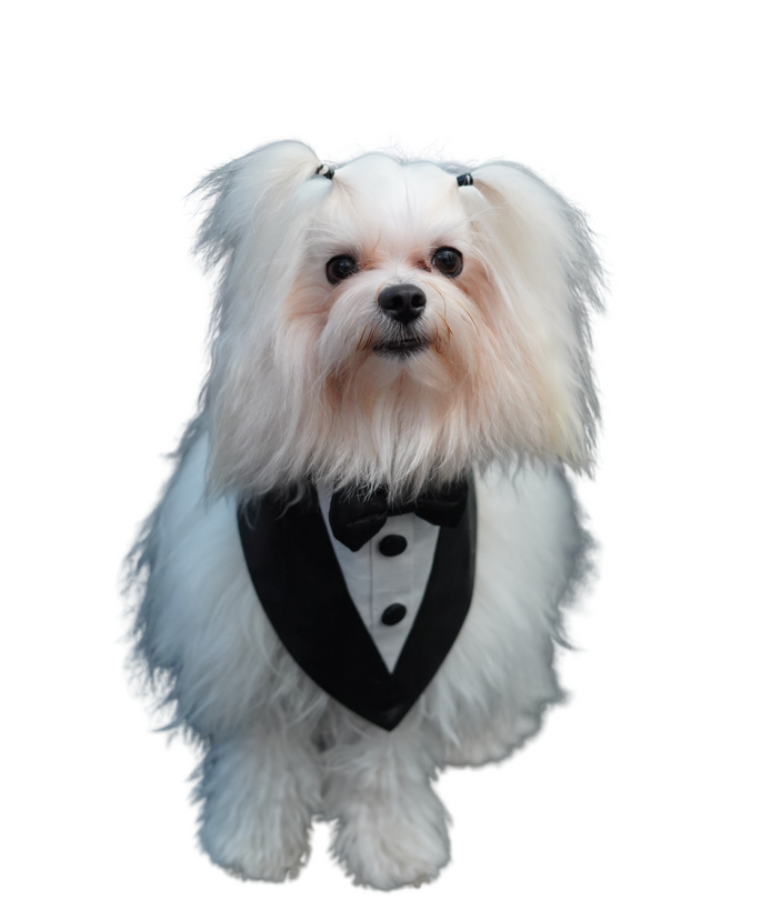 High Neck White & Black Tux Bandana