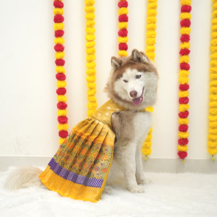 Yellow Big Border Silk Lehenga