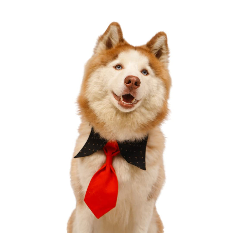 Black & Red Silk Tie Collar