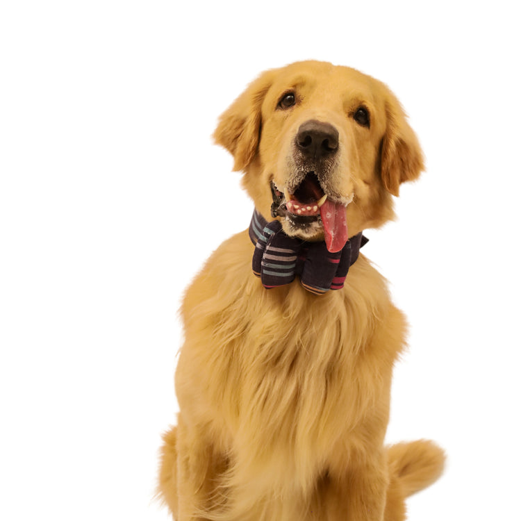 Colourful Ikat Collar with Bow
