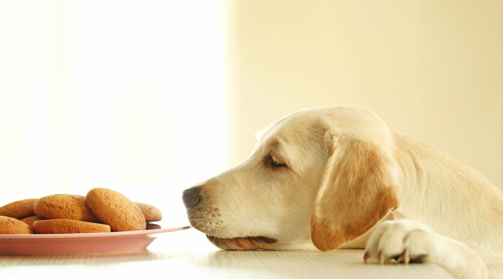 Do Dogs Recognise Through Sight or Smell?