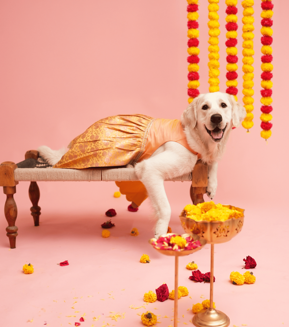 Yellow & Pink banarasi Lehenga