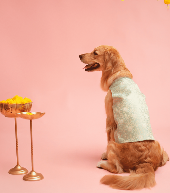 Mint Green & Gold banarasi Sherwani