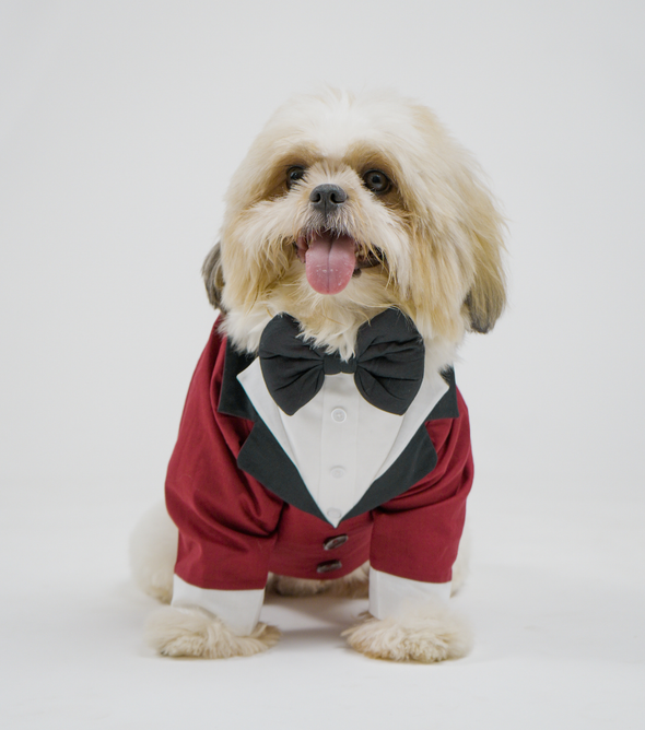 Maroon Dog Tuxedo Suit with Bow Tie | Floof & Co