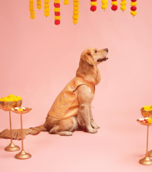 Yellow & Pink banarasi Sherwani